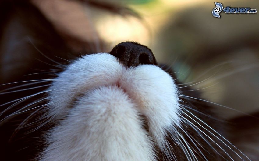snout, cat face