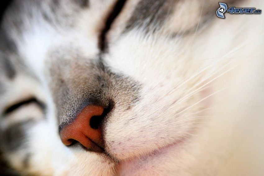 snout, sleeping cat