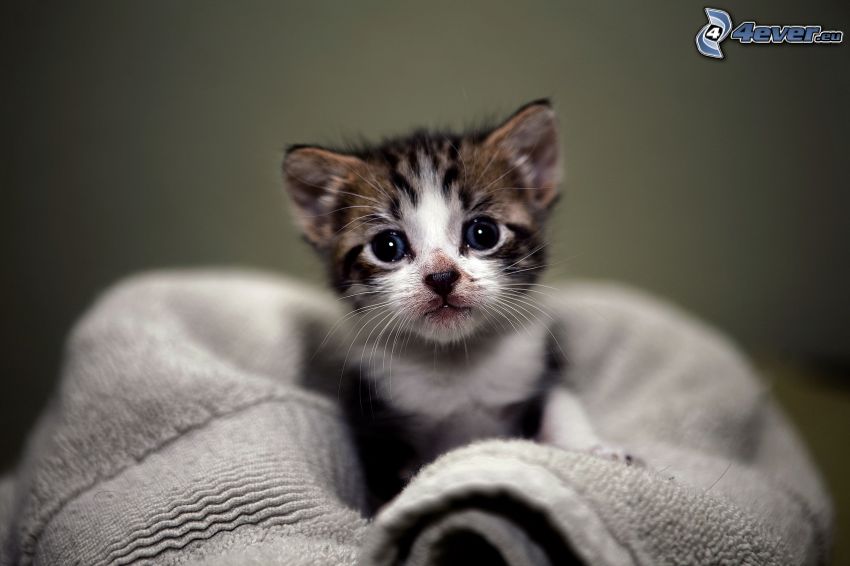 spotted kitten, blanket