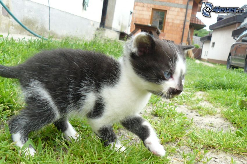 spotted kitten, grass, yard