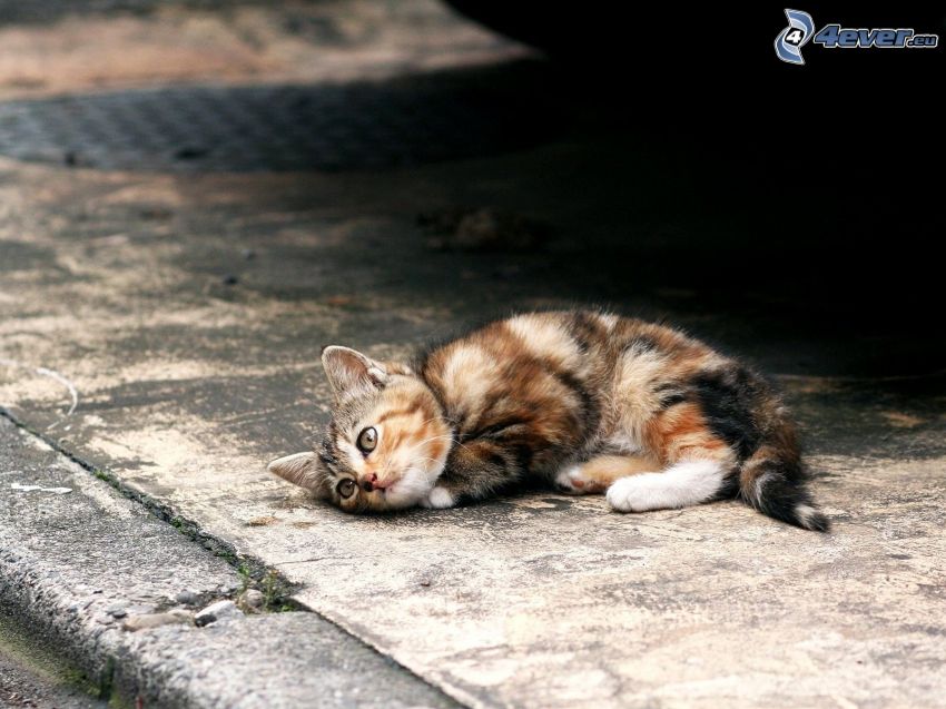 spotted kitten, sidewalk