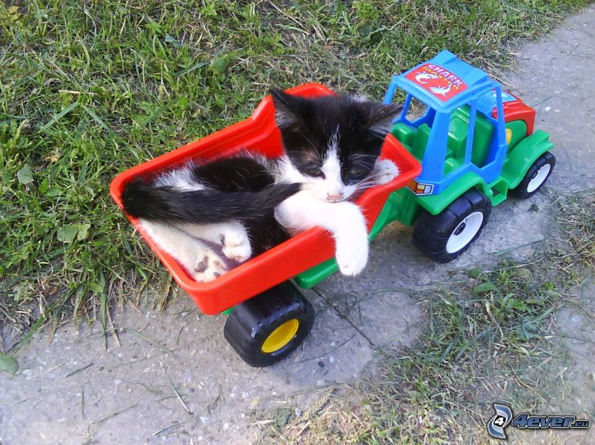 spotted kitten, tractor, toy