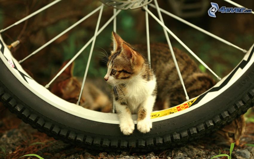 spotted kitten, wheel