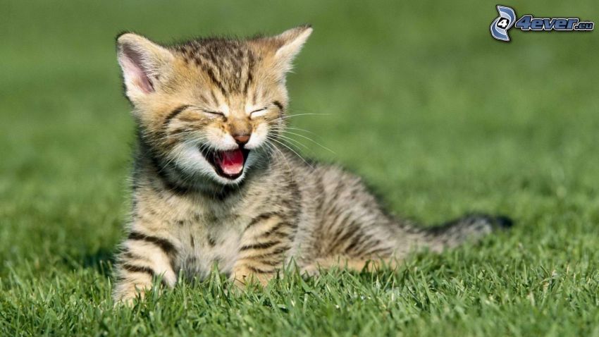 spotted kitten, yawn, grass