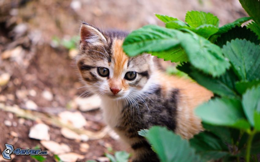 spotted kitten