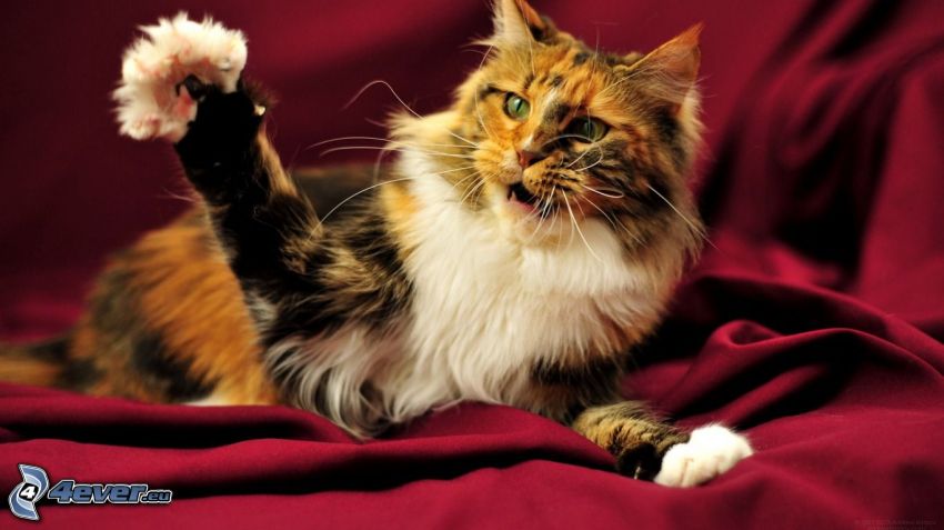 tabby cat, paw, fabric