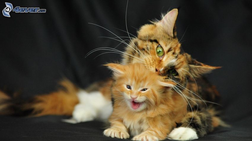 tabby cat, small ginger kitten