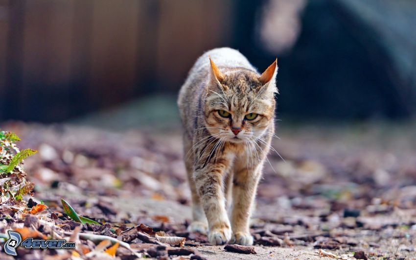 tabby cat, walking, dry leaves