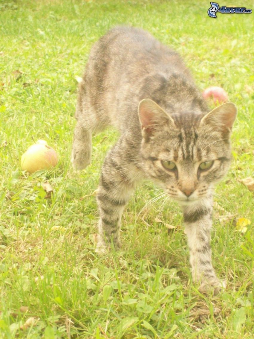 tomcat, cat, grass