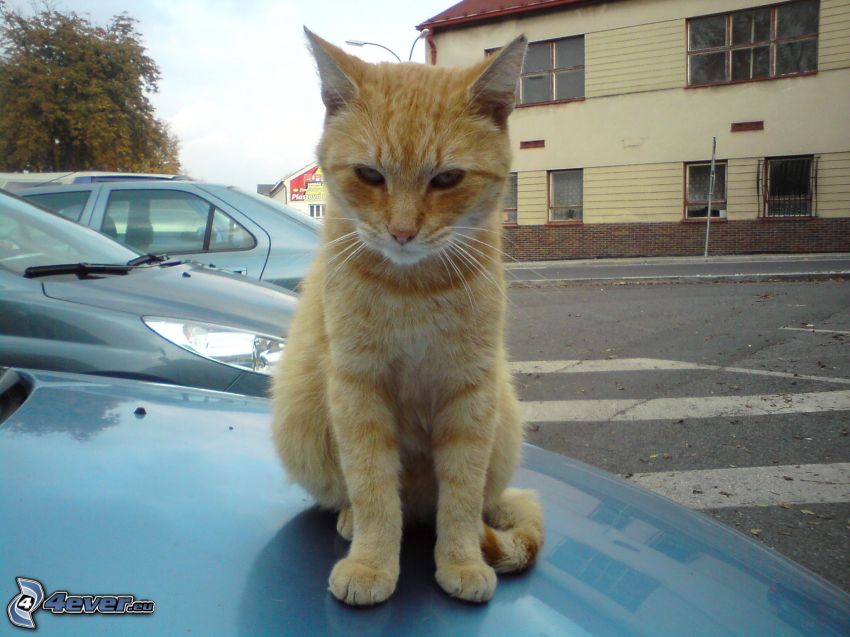 tomcat, ginger cat, car hood