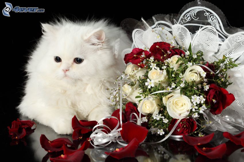 white cat, bouquet of roses
