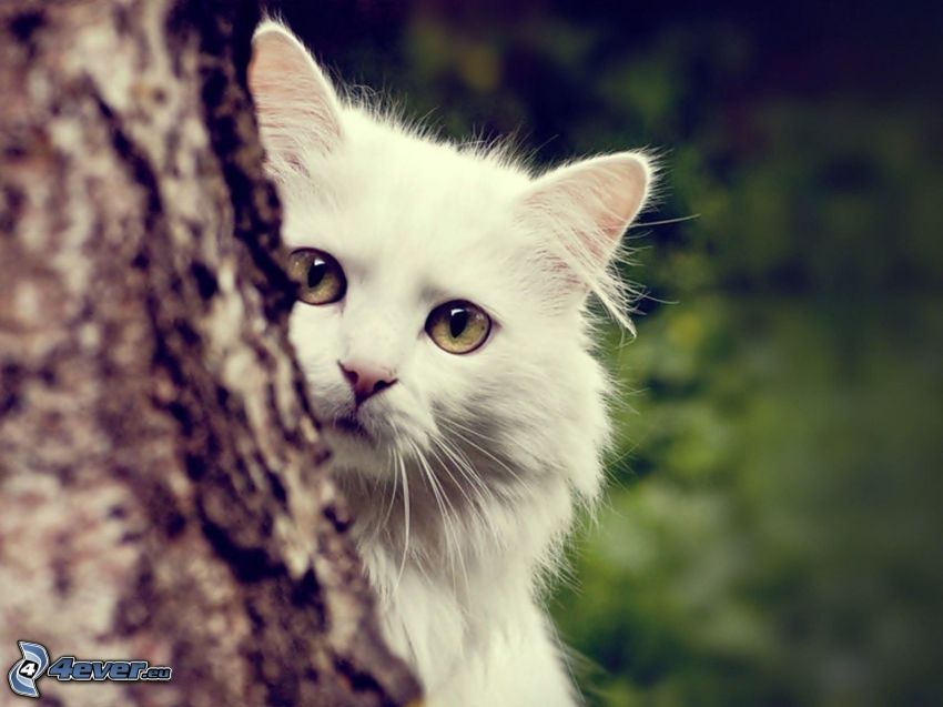 white cat, branch