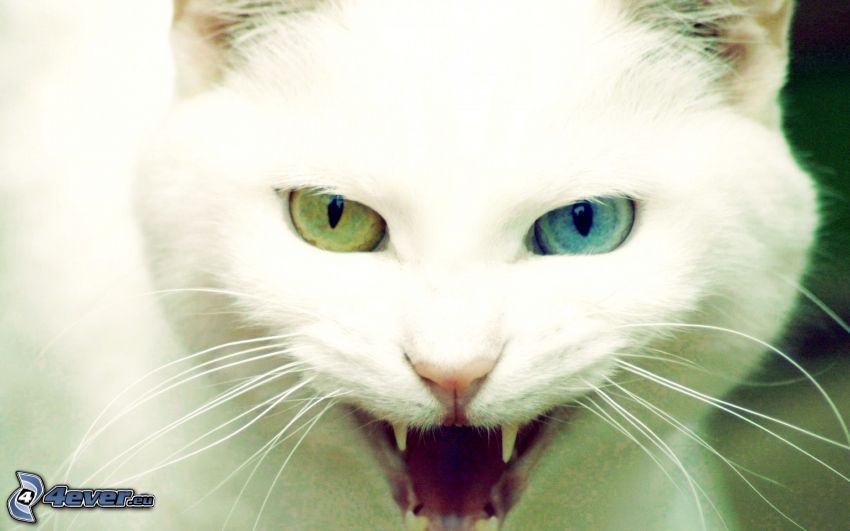 white cat, cat's look, colored eyes