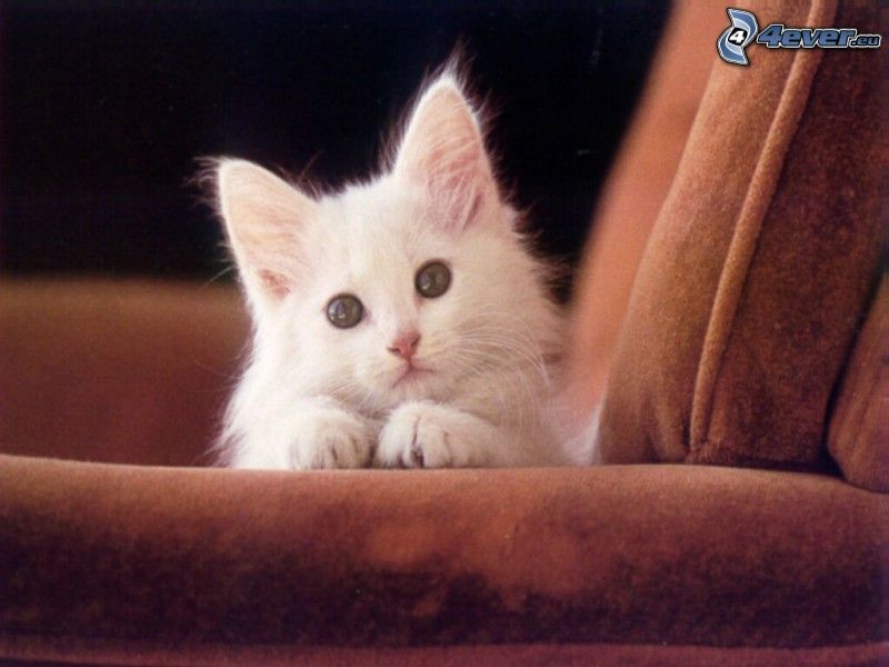 white cat, chair