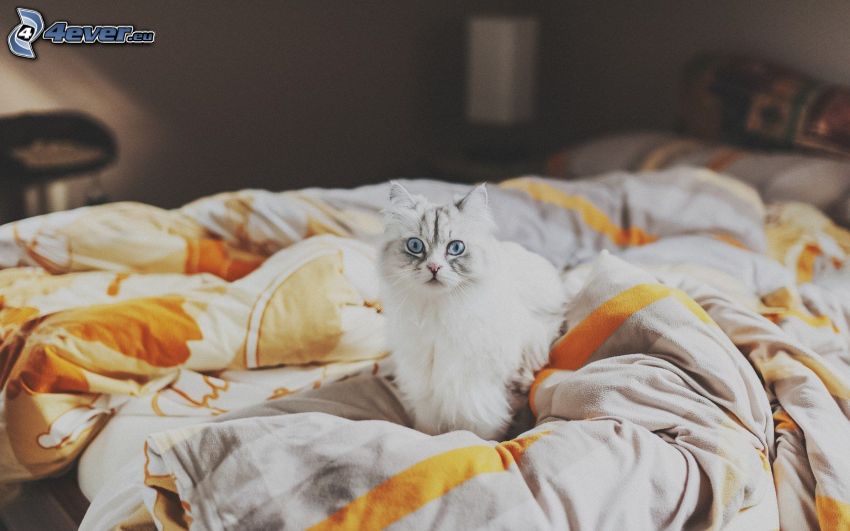 white cat, featherbed