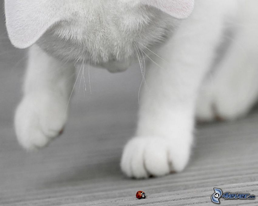 white cat, ladybug