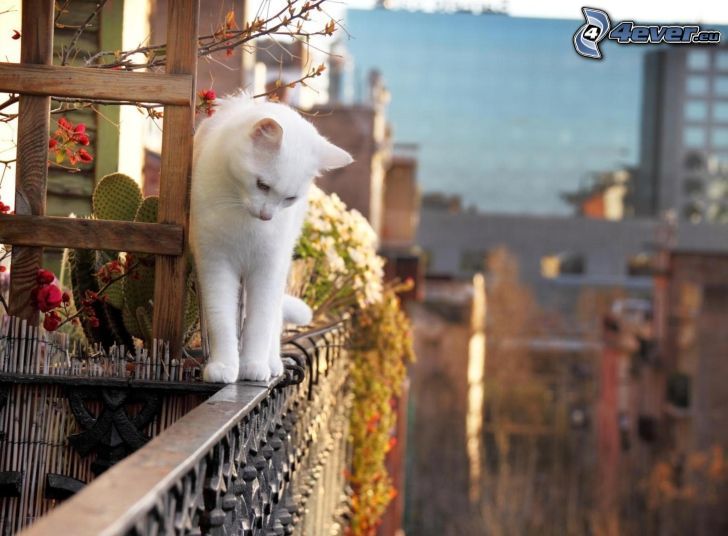 white cat, railing