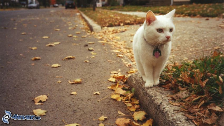 white cat, road, curb, autumn leaves