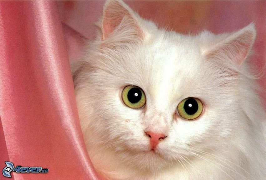 white cat