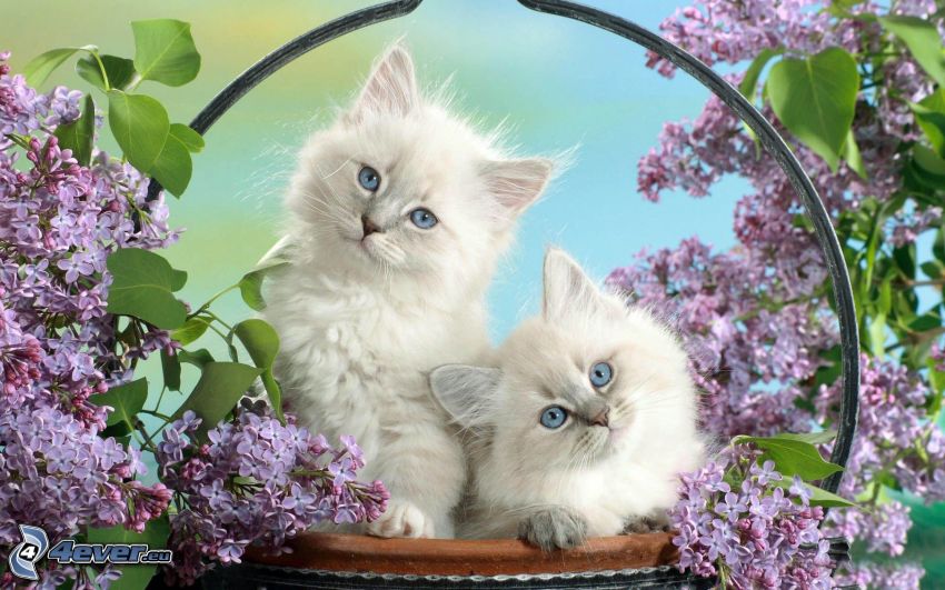 white kittens, cats in basket, lilac