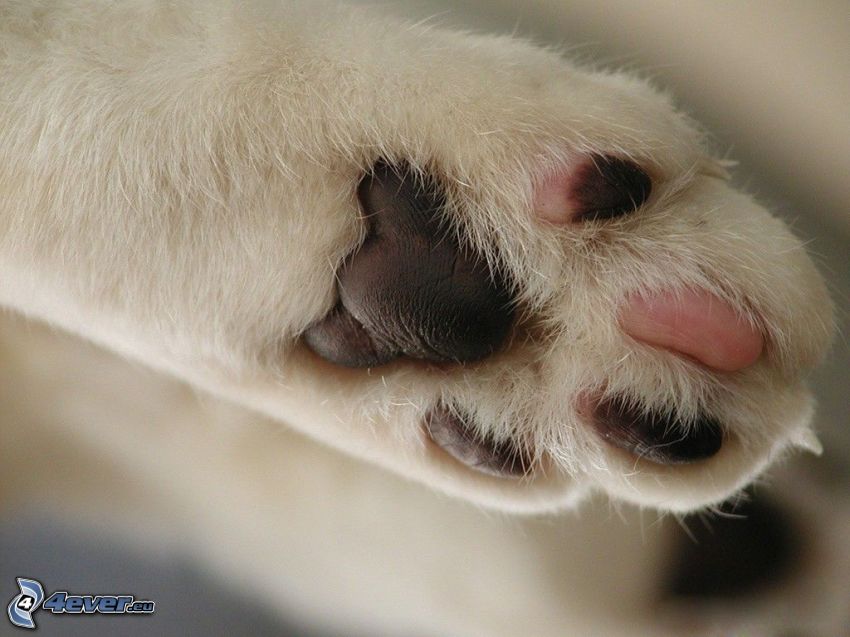 white paw