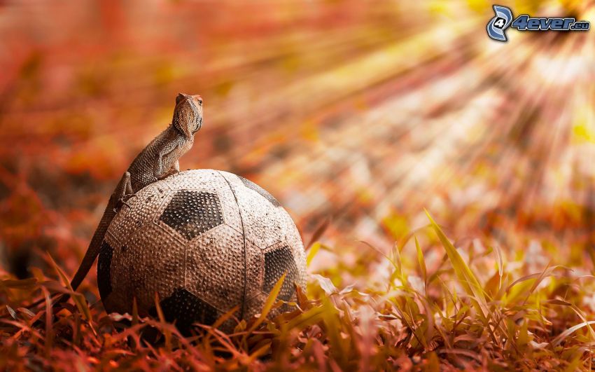 chameleon, soccer ball
