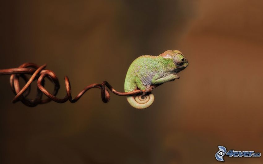 chameleon, twig