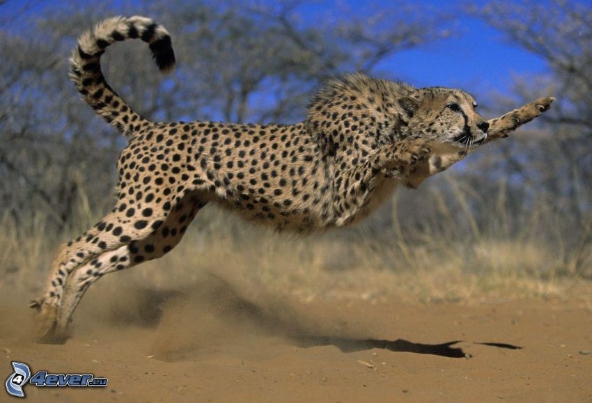 cheetah, jump, dust