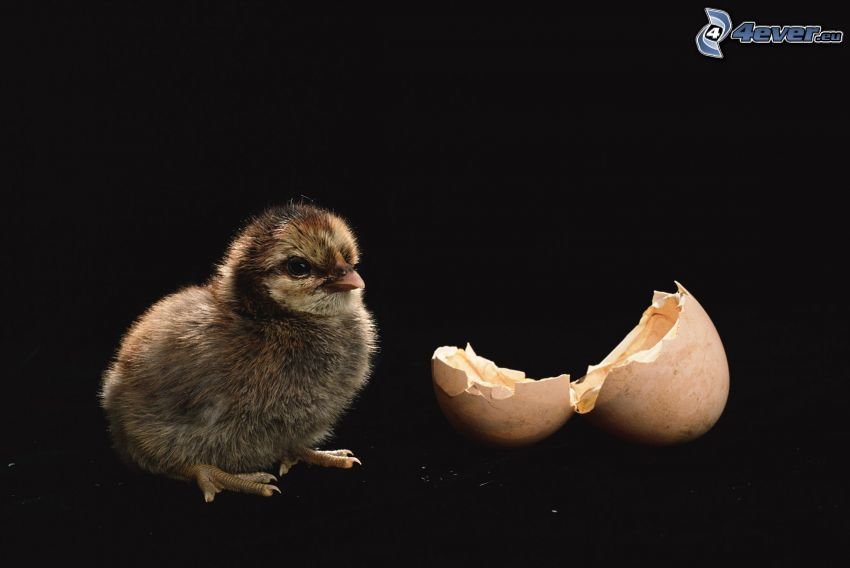 chick, eggshell