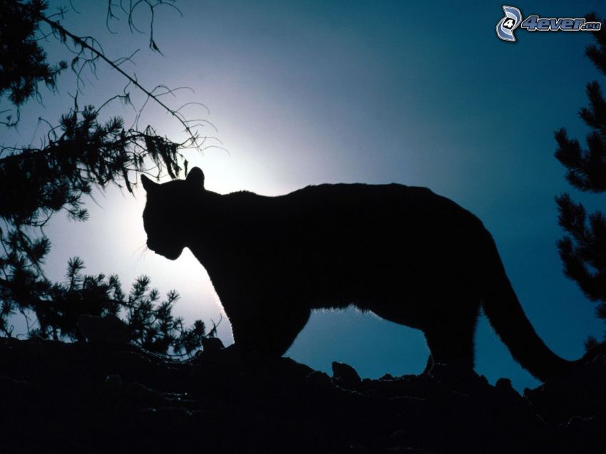 cougar, silhouette
