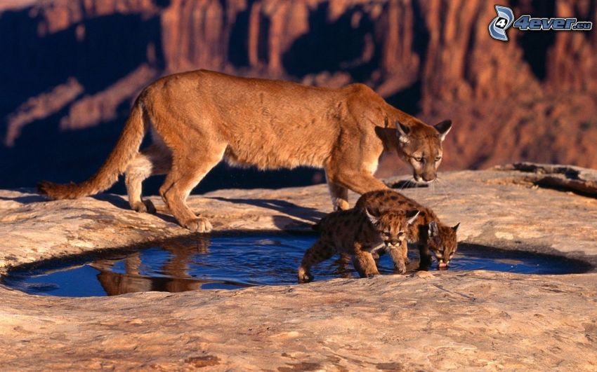 cougars, cubs, water