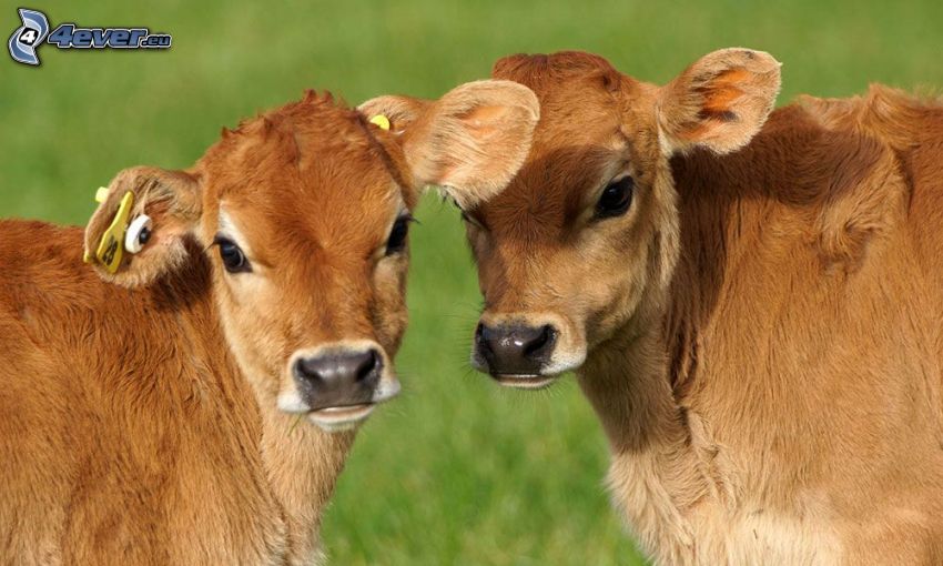 cow, calf