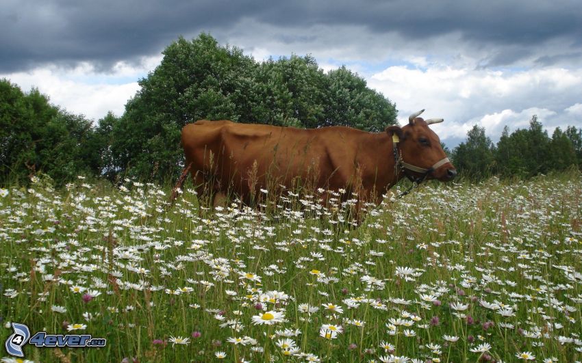 cow, meadow, daisies