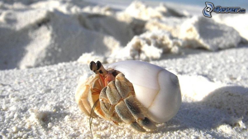 crab, shell