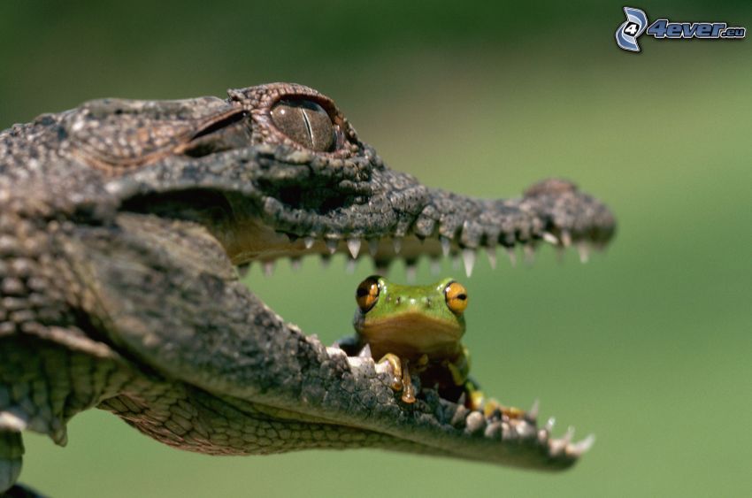 crocodile, frog