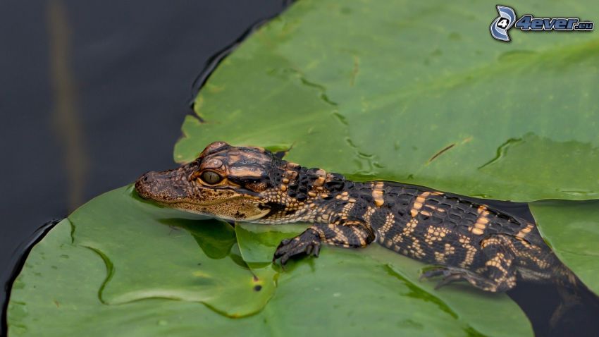 crocodile, water lilies