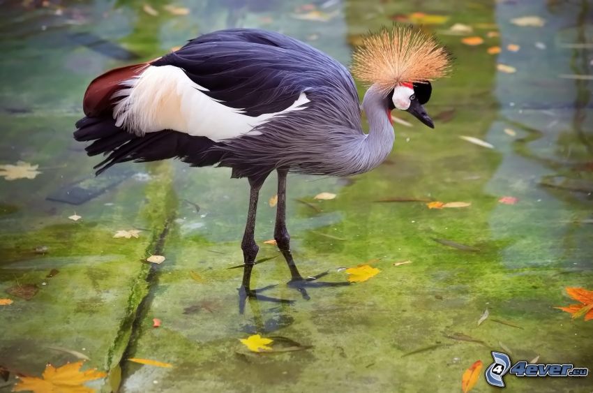 Crowned Crane, water surface