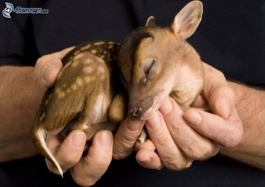 cub deer, sleep, hands