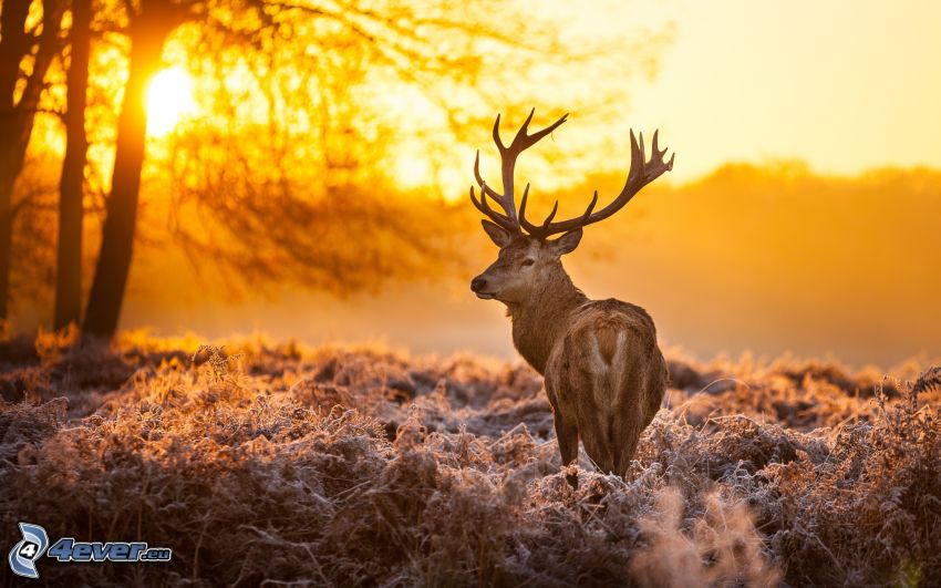 deer, sunset, silhouette of tree