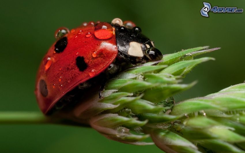 dewy ladybug