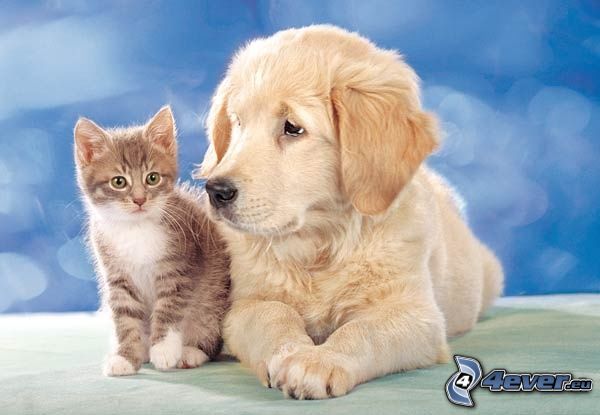 dog and kitten, golden retriever