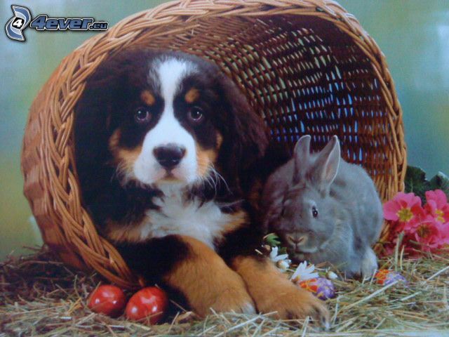 dog and rabbit, Bernese Mountain Dog, basket
