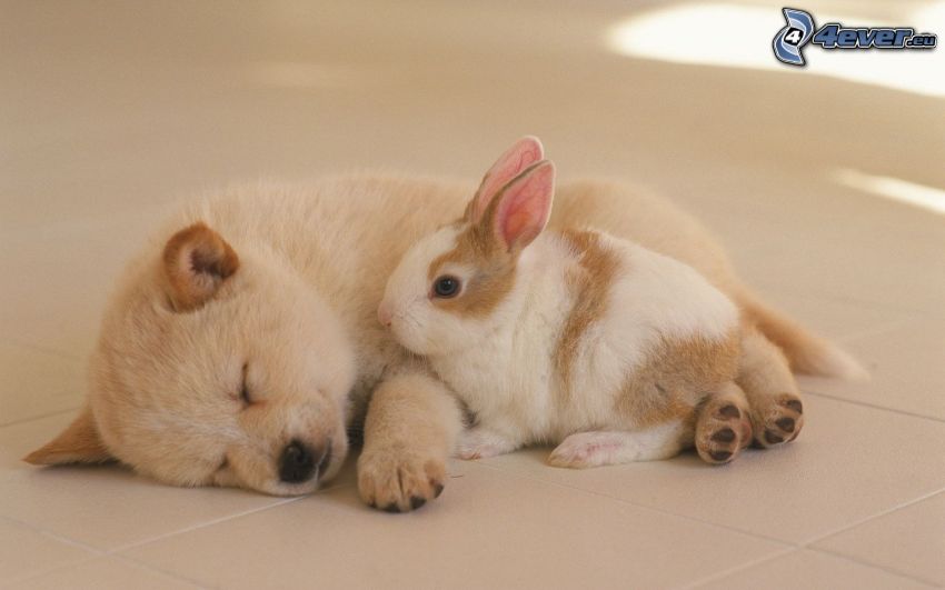 dog and rabbit, puppy, sleep