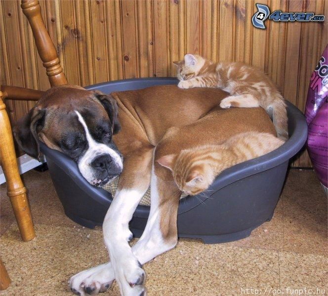 dogs and cats, Boxer