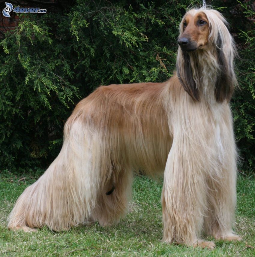 afghan Hound, coniferous trees
