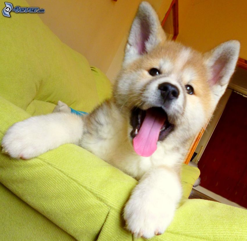 Akita Inu, couch, put out the tongue