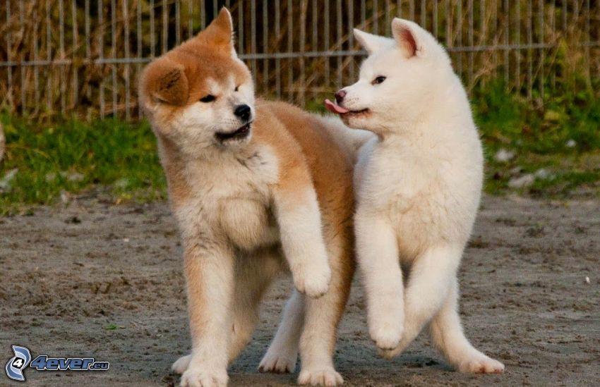 Akita Inu, puppies
