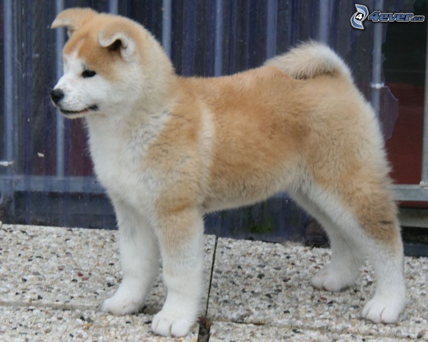 Akita Inu, puppy