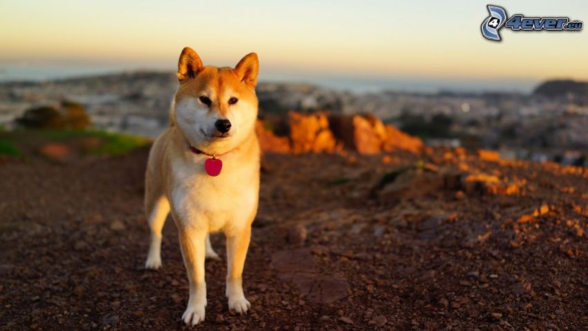 Akita Inu