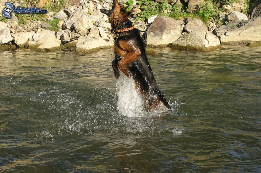 alsatian, dog in water, stream